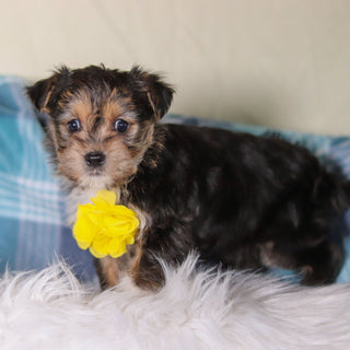 Birk - Available Now