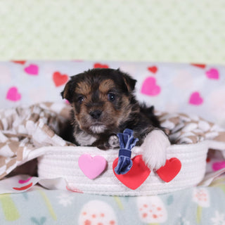 Birk - Available 2/26