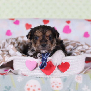 Birk - Available Now