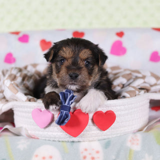 Birk - Available Now