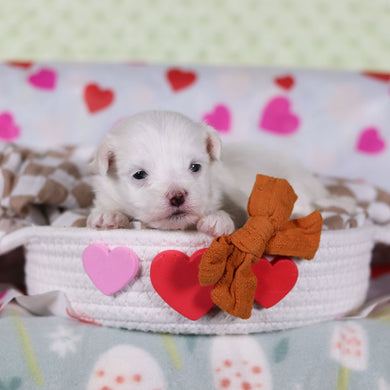 Violet - Available 2/25