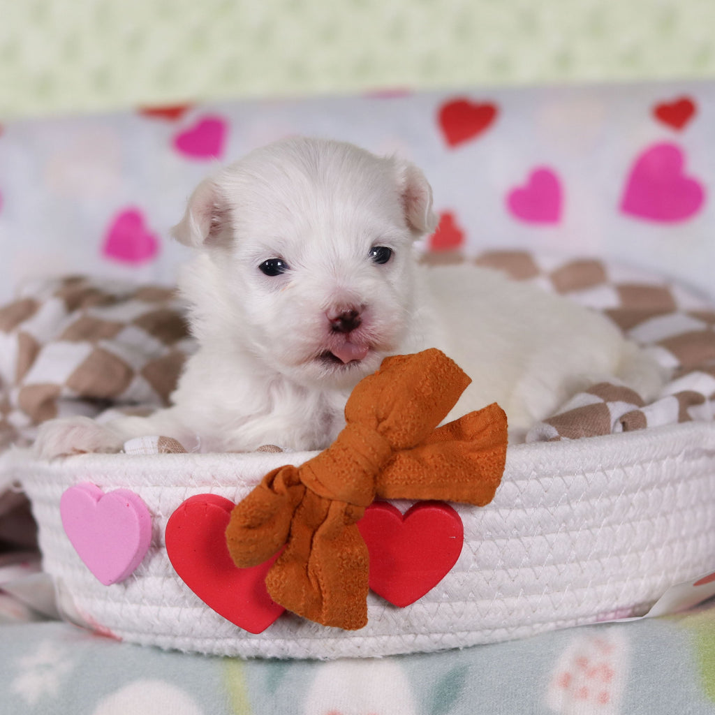 Violet - Available 2/25