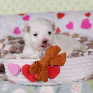 Violet - Available 2/25