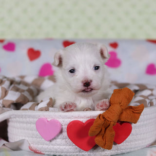 Violet - Available 2/25