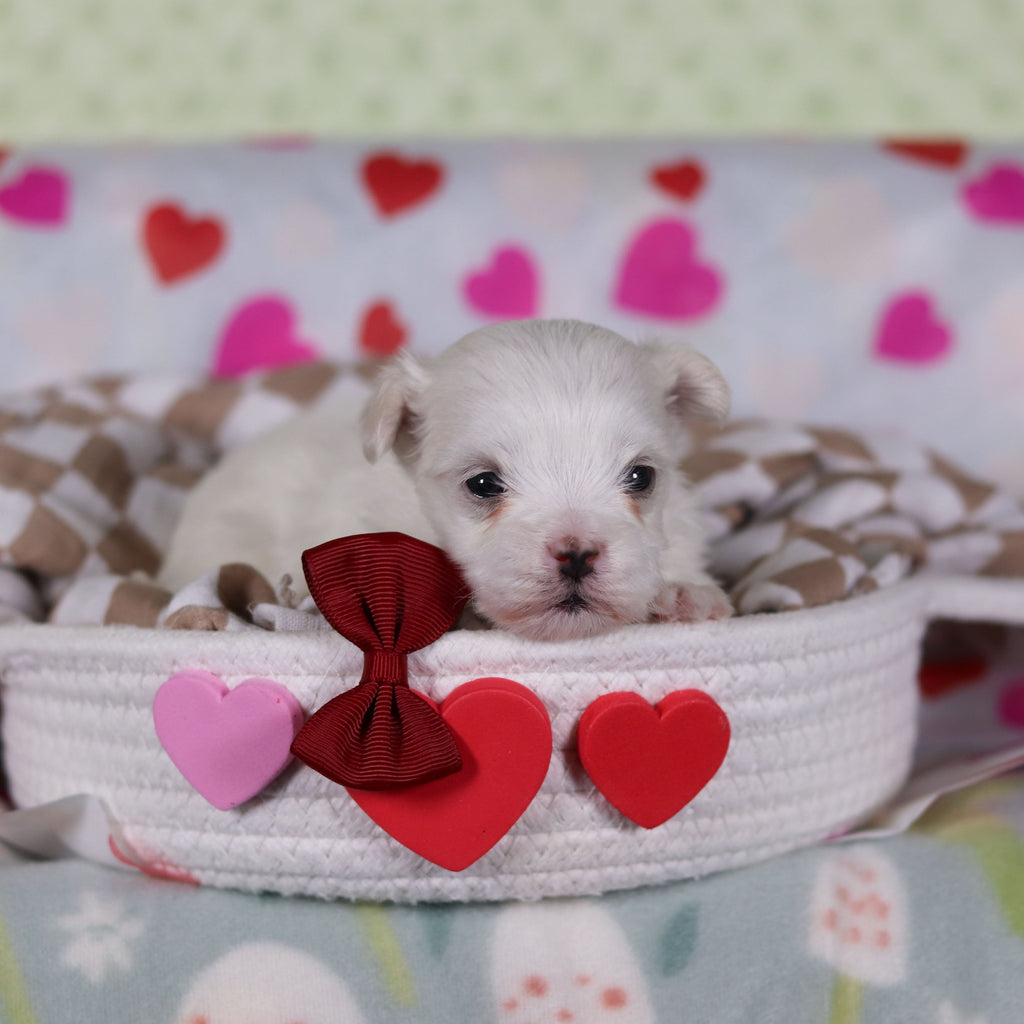 Vivian - Available 2/25