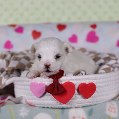 Vivian - Available 2/25