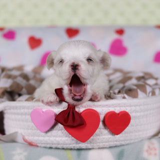 Vivian - Available 2/25