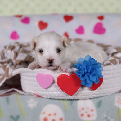 Vienna - Available 2/25