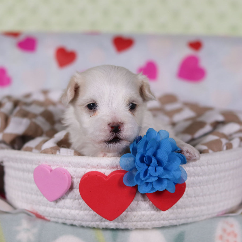 Vienna - Available 2/25