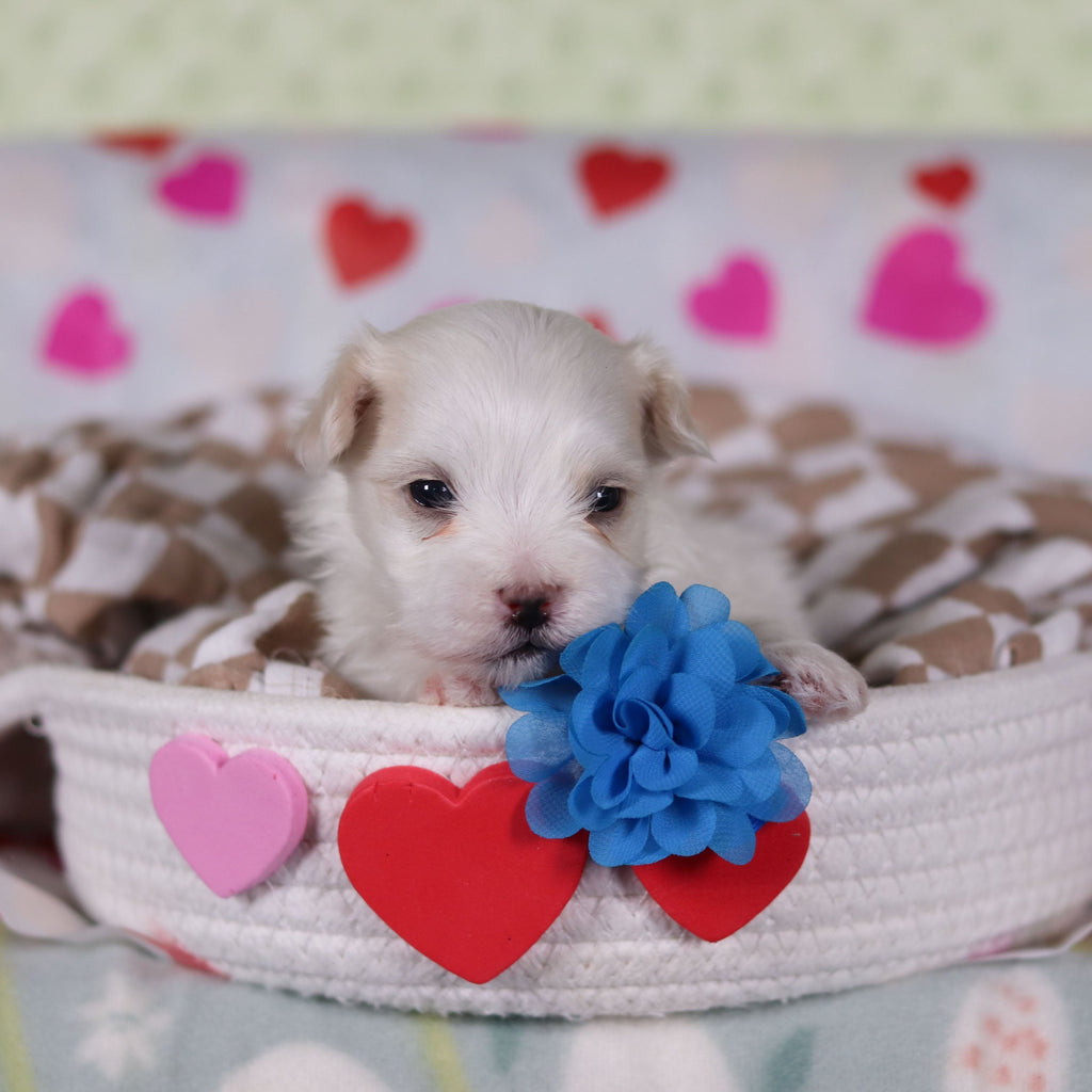 Vienna - Available 2/25