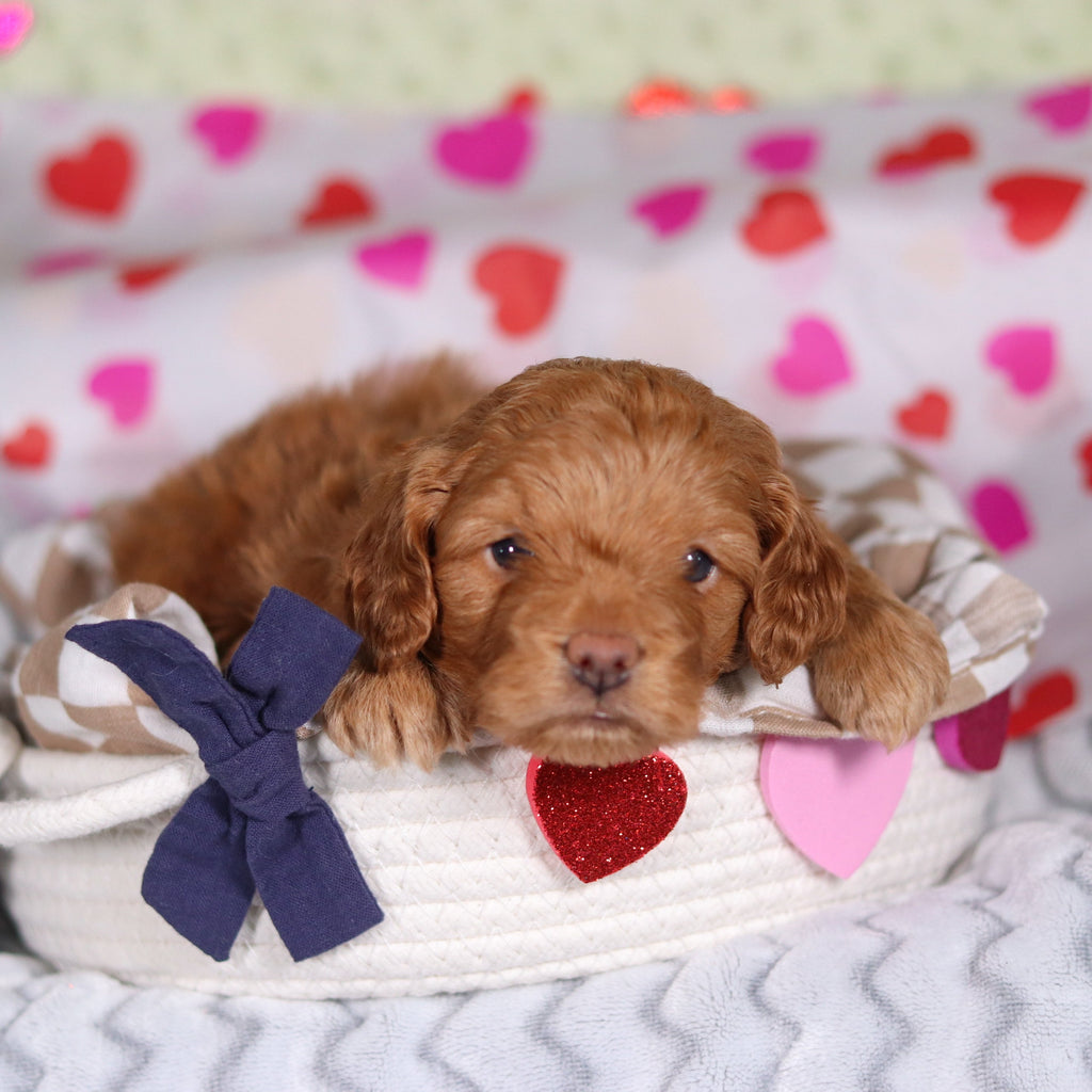 Birdie - Available 3/5