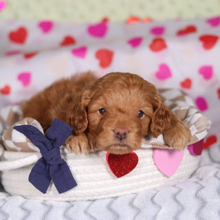 Birdie - Available 3/5