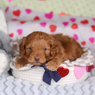 Birdie - Available 3/5