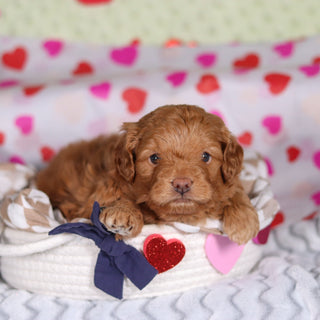 Birdie - Available 3/5