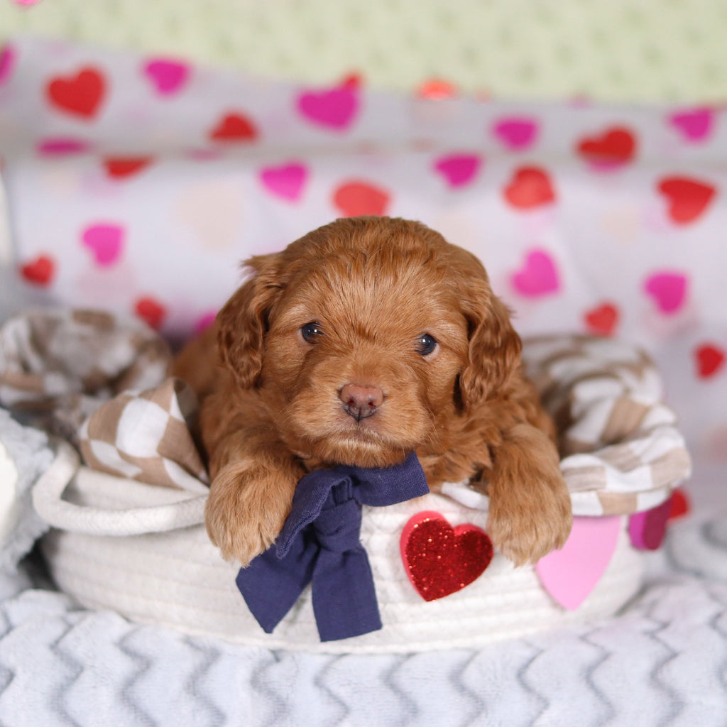 Birdie - Available 3/5