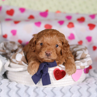 Birdie - Available 3/5