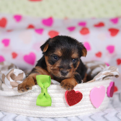 Goofy - Available 3/12