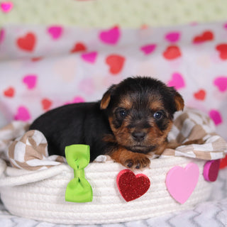 Goofy - Available 3/12