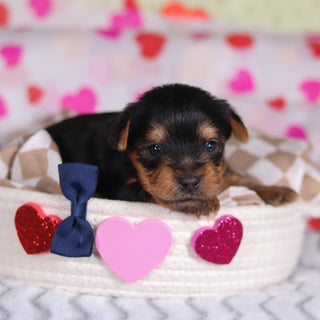 Pluto - Available 3/12