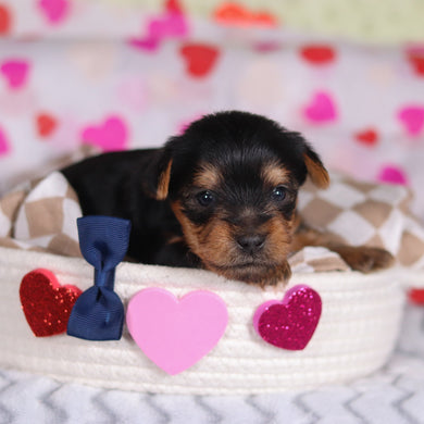 Pluto - Available 3/12