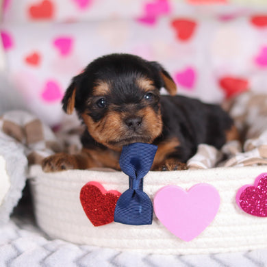 Pluto - Available 3/12