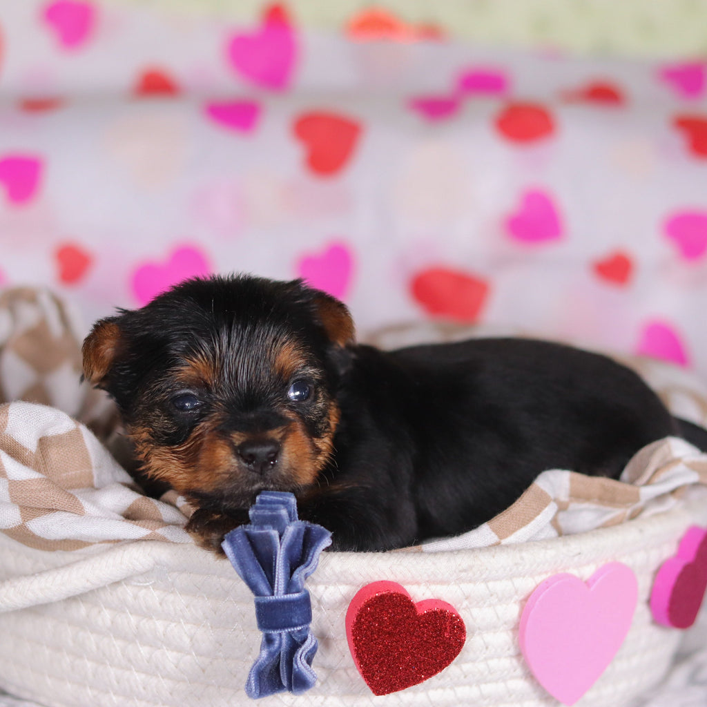 Mickey - Available 3/12