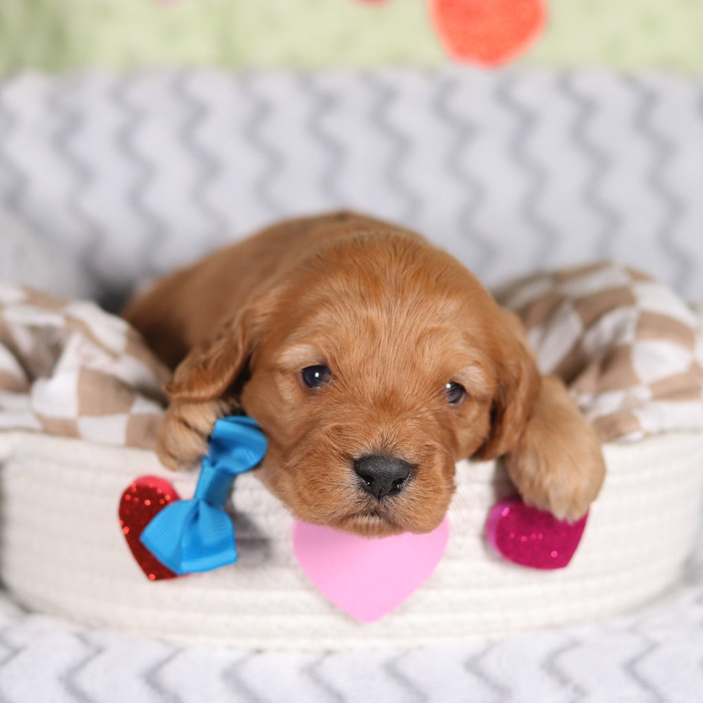 Rocky - Available 3/12