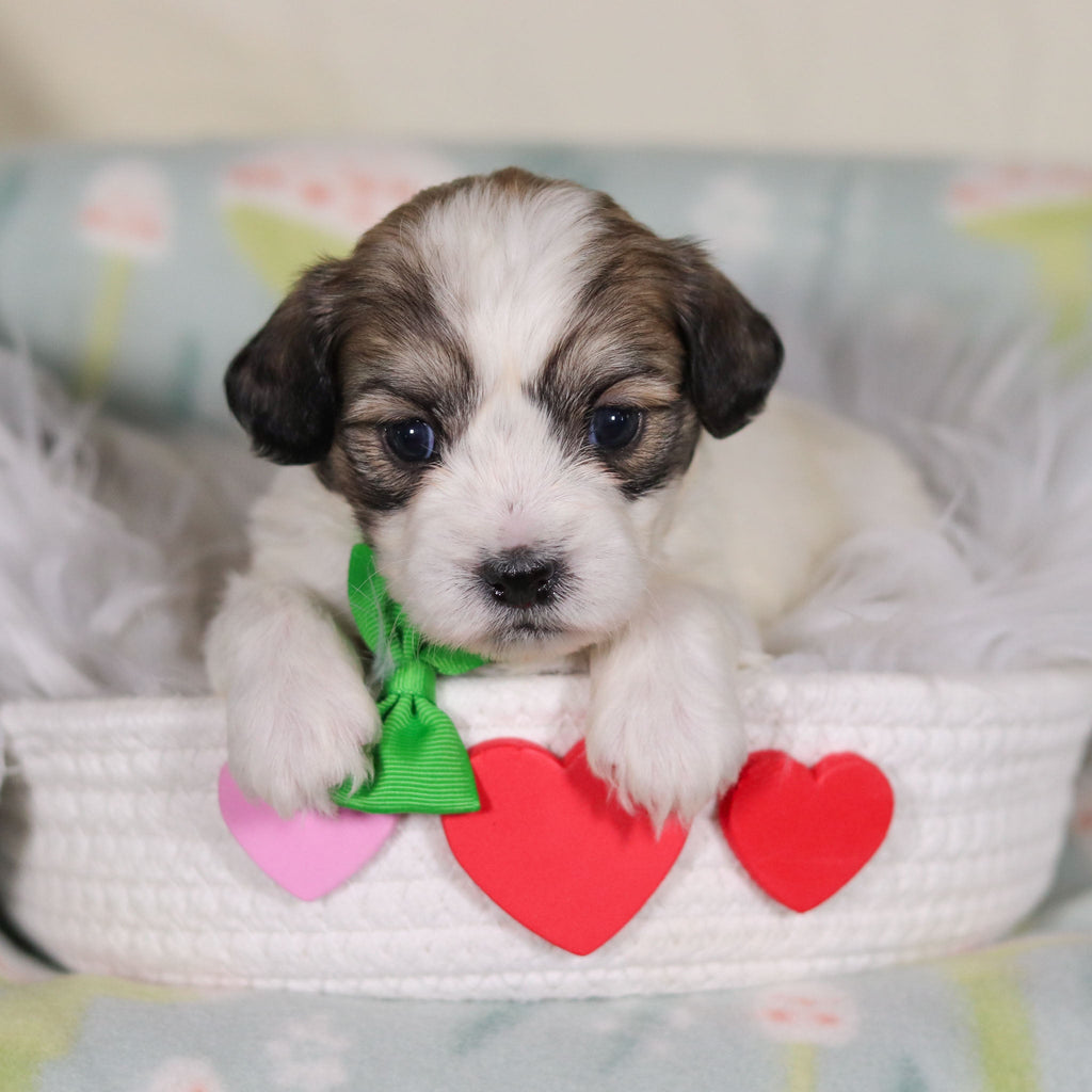 Barrett - Available Now