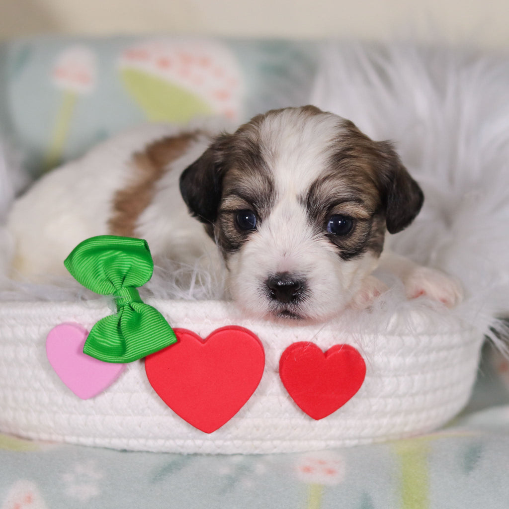 Barrett - Available 3/12