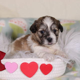 Fisher - Available 3/12