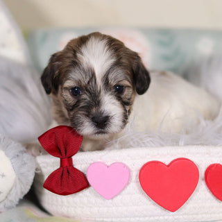 Fisher - Available 3/12