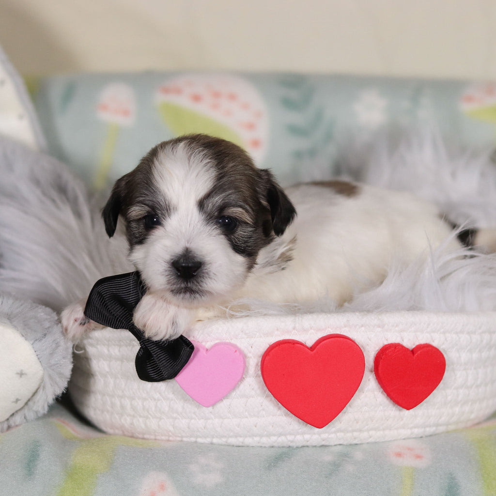 Albert - Available 3/12