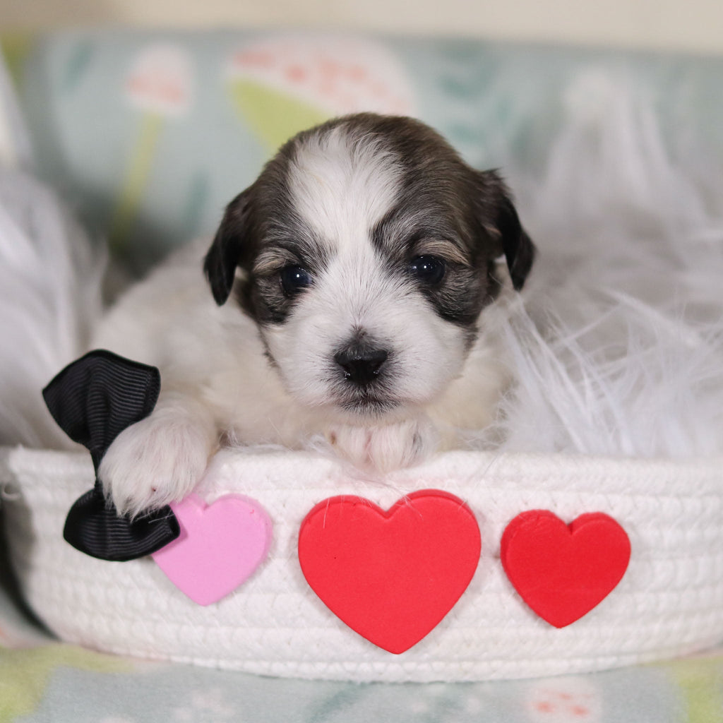 Albert - Available Now