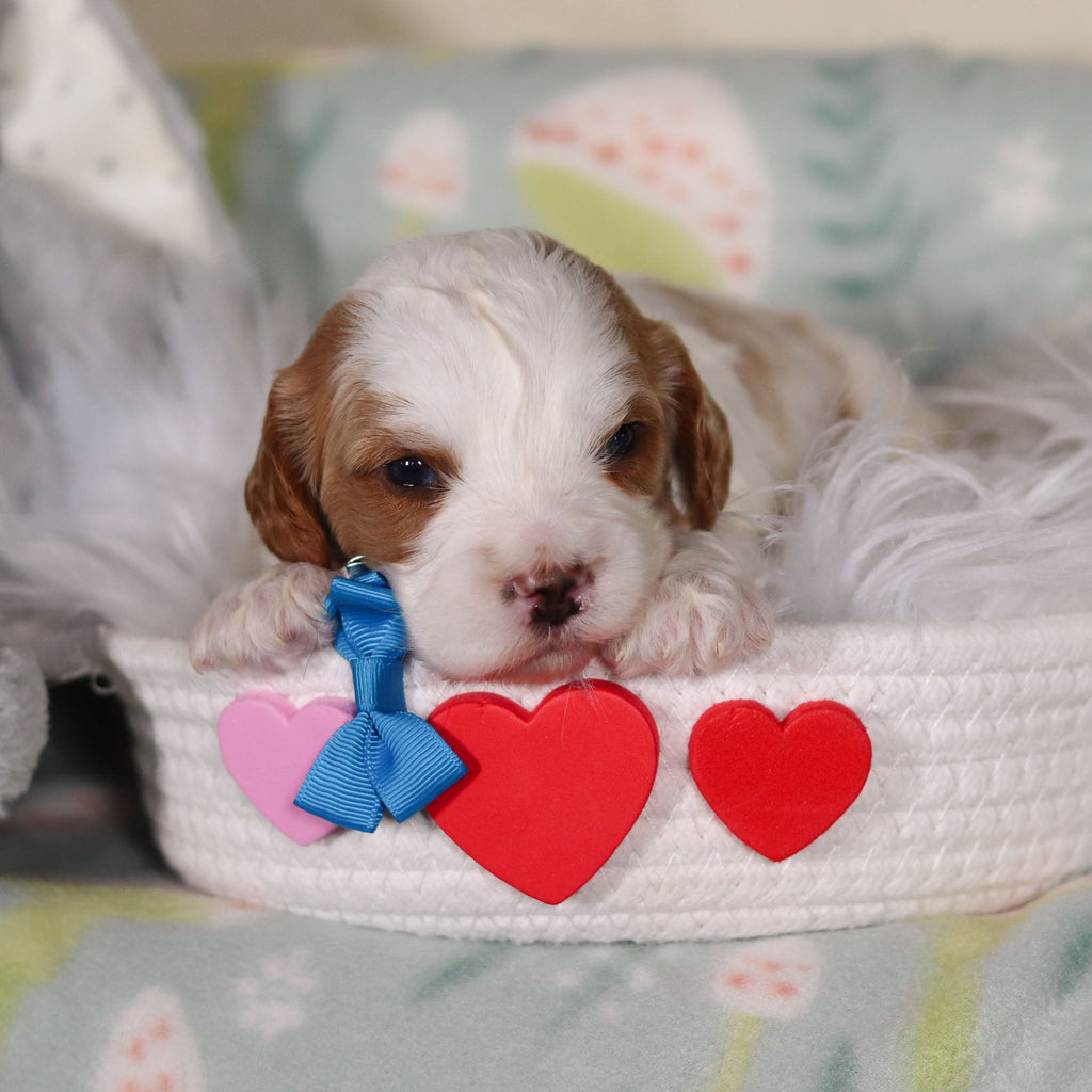 Banks - Available 3/19