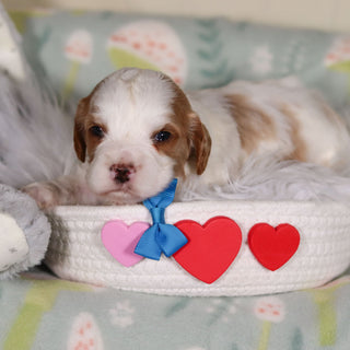 Banks - Available 3/19