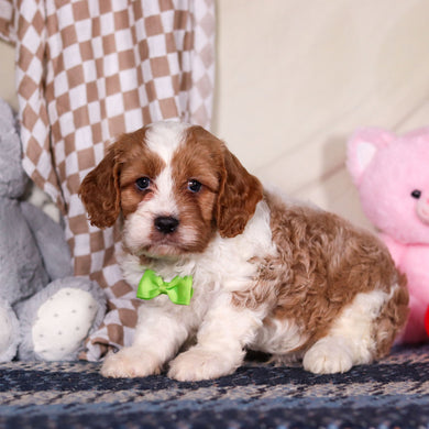 Bowen - Available 3/19