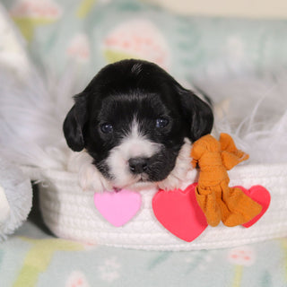 Baker - Available 3/19