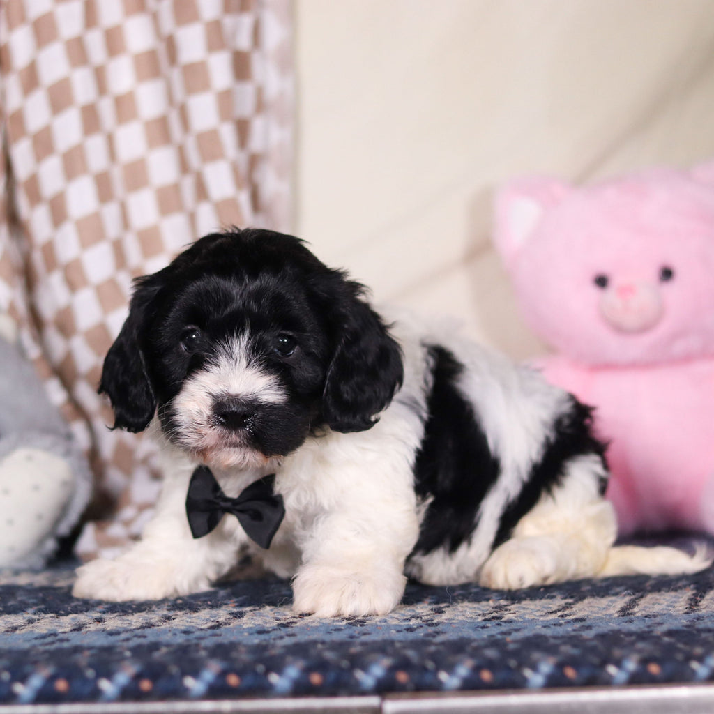 Baker - Available 3/19