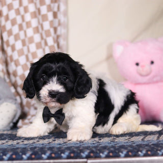 Baker - Available 3/19