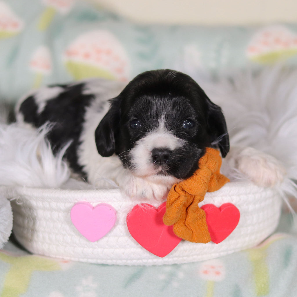 Baker - Available 3/19