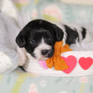 Baker - Available 3/19