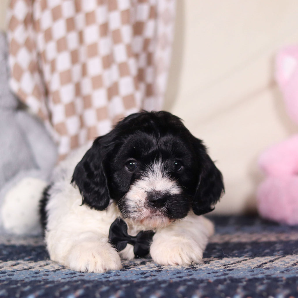 Baker - Available 3/19