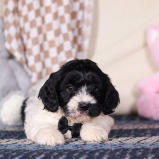 Baker - Available 3/19