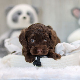 Aspen - Available 11/19