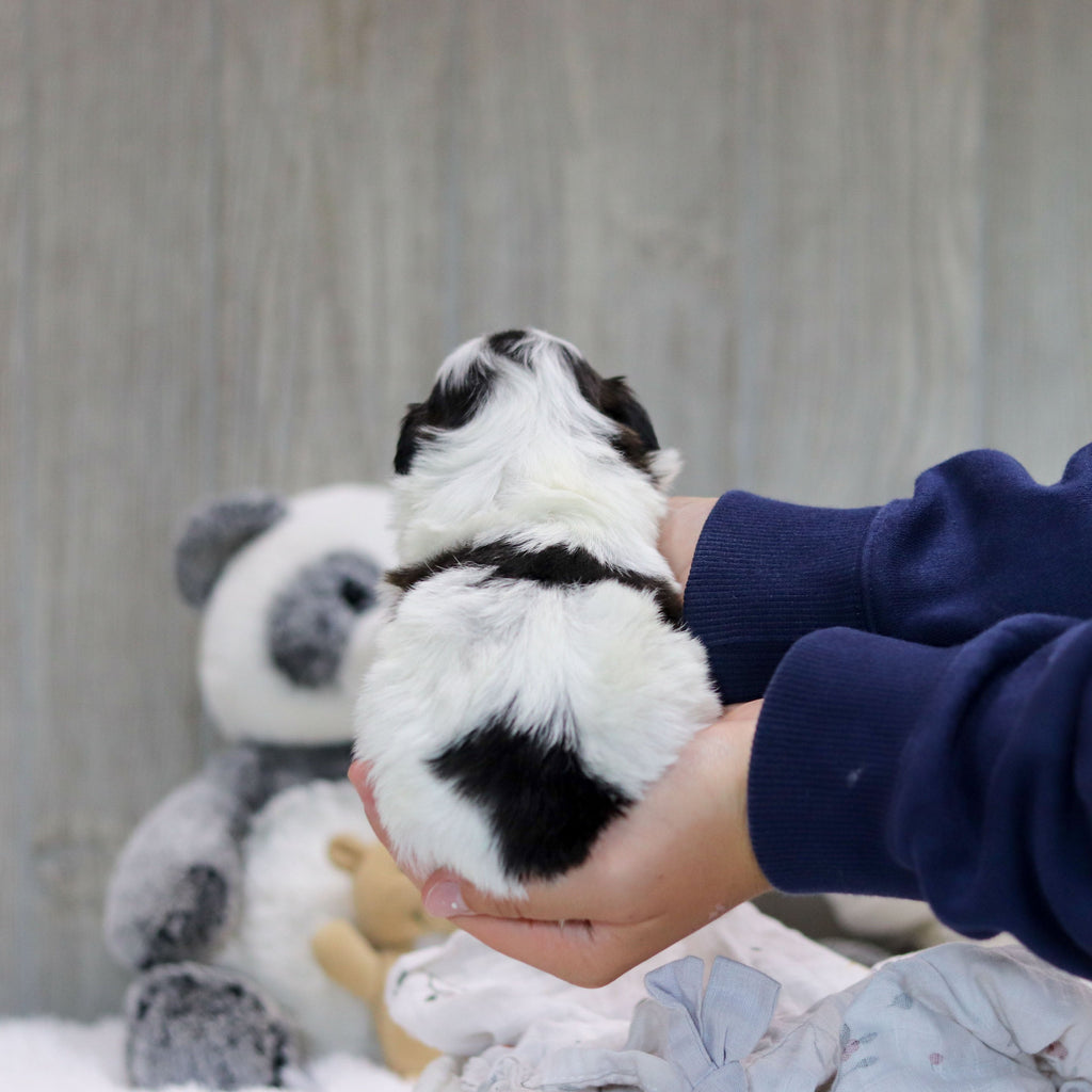Ollie - Available 11/19