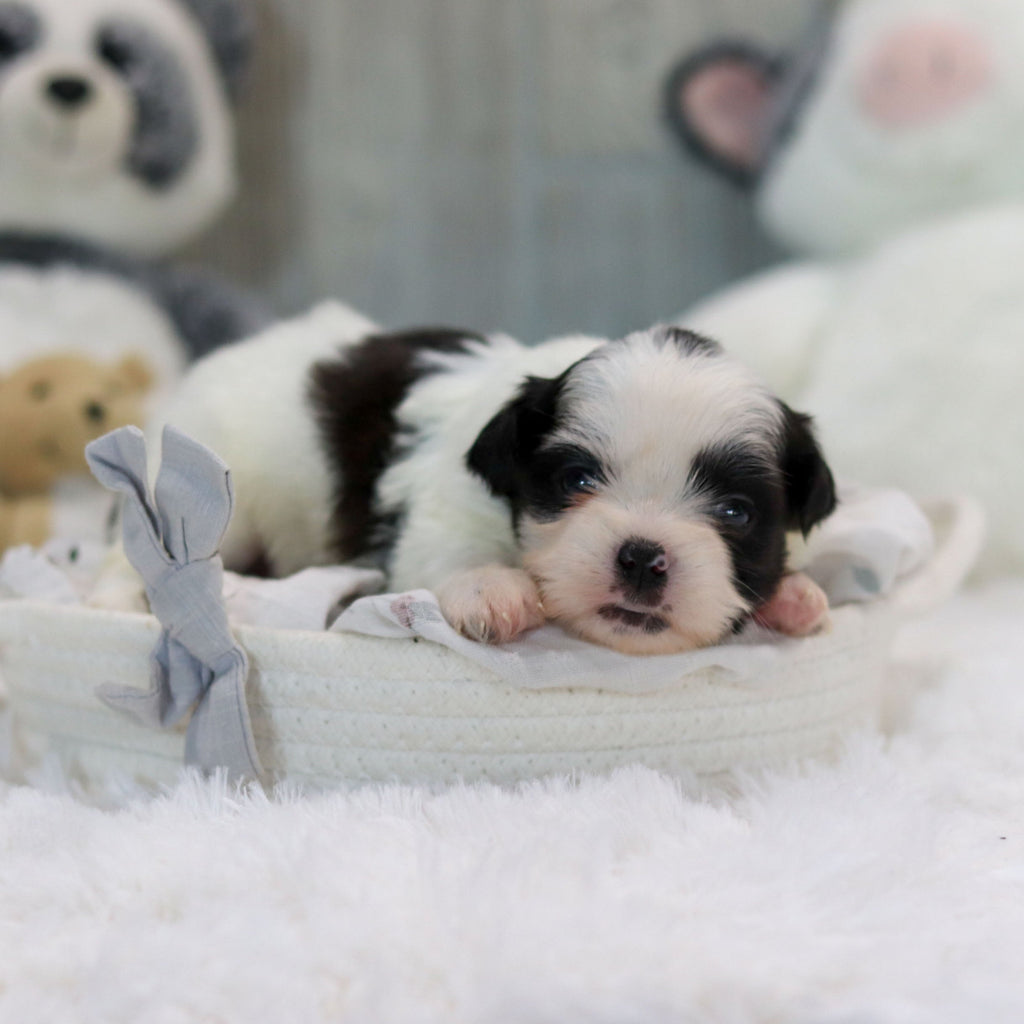 Ollie - Available 11/19