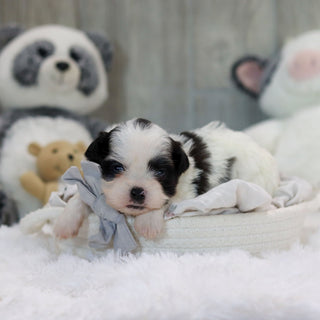 Ollie - Available 11/19