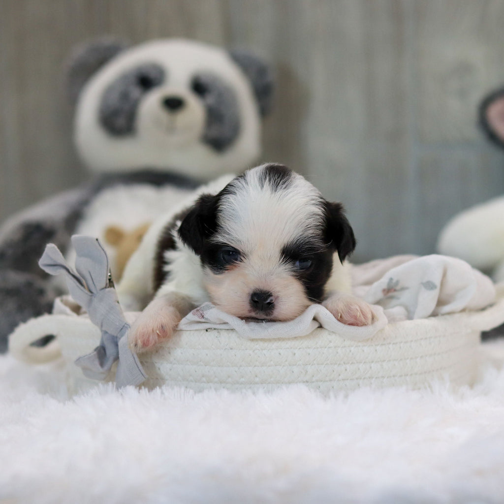Ollie - Available 11/19