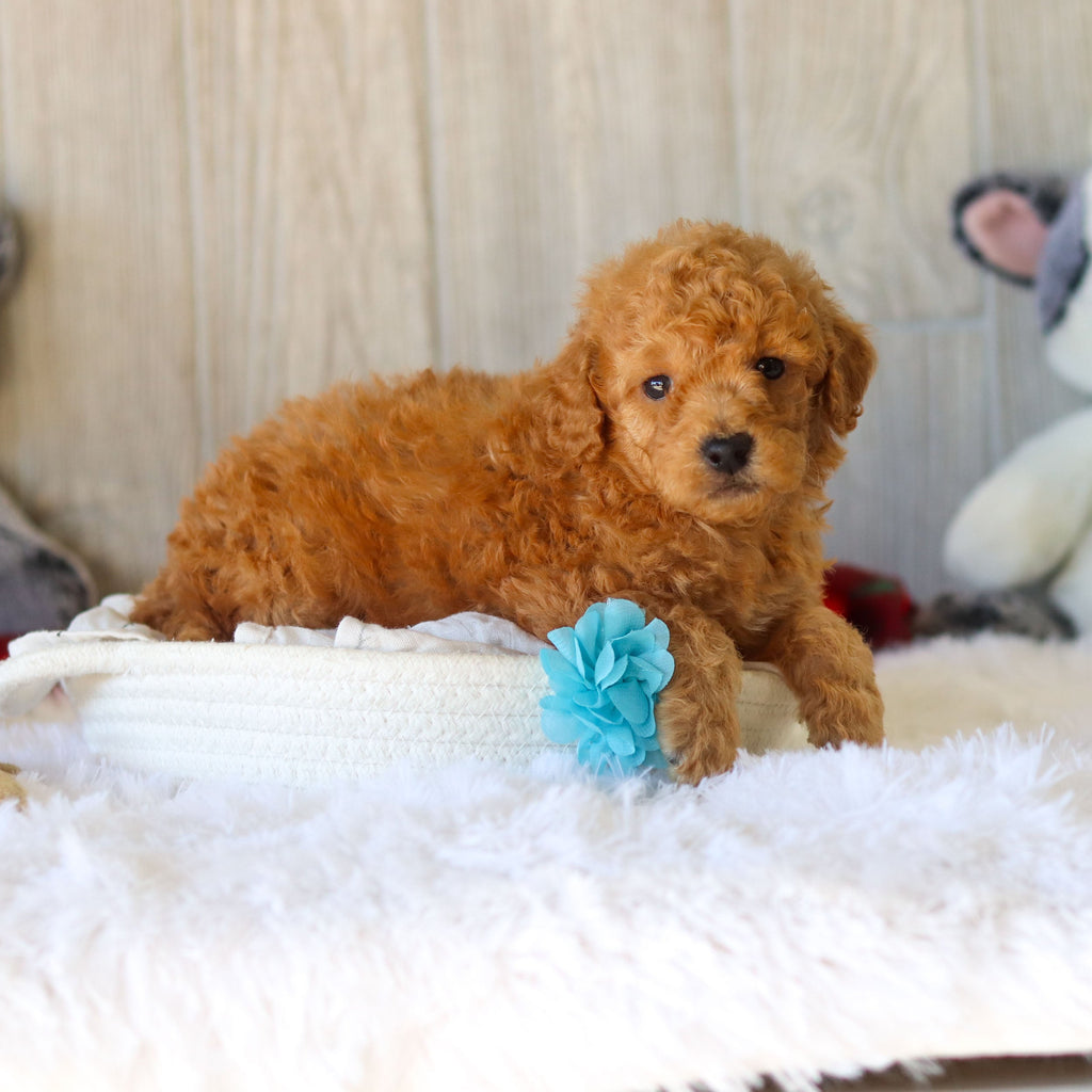 Moose - Available 11/25