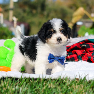 Alvin - Available 10/29